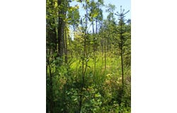 (A) Gager Rd, Engadine, MI 49827