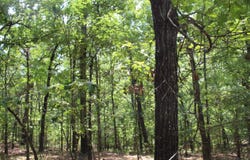 Lot 51 OAK RIDGE DRIVE, Theodosia, MO 65761