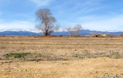 15135 Mattana Dr, Mead, CO 80542