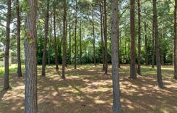 1124 Azalea Lane NW, Wilson, NC 27893