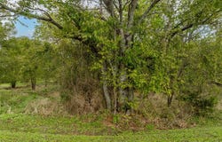 27070 Stonewood Drive, Whitney, TX 76692