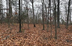 WHITE PINE Lane, WINCHESTER, VA 22602