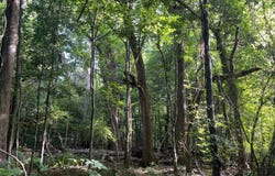 Hwy 28, Jonesville, LA 71343