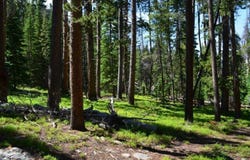 TBD FS Road 195, Red Feather Lakes, CO 80545