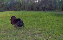 Buster Rd, Middleton, TN 38052