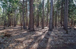 #52 Woodridge Drive, Shingletown, CA 96088