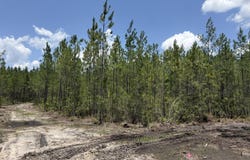Corbitt Road lot: 7, Manor, GA 31550