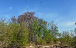 1962 Upper Lockhart Rd., Cord, AR 72524