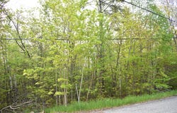 14236 Straitsview Drive, Cheboygan, MI 49721
