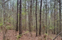 00 Bloomfield Road, Preston, MS 39354