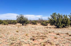 Lot 44 Ranch Of The White Mountains, Concho, AZ 85924