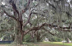 Oak Bay Dr. lot: 50, Georgetown, SC 29440