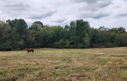 10.61 Old Memphis Oxford Road, Coldwater, MS 38618