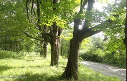 Henry Road, Cragsmoor, NY 12420