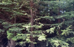 Shelley Rd, Coquille, OR 97423