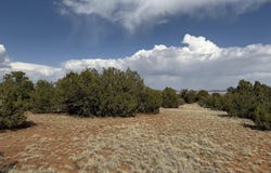291 County Rd 8052, Concho, AZ 85924
