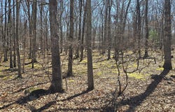 118 & 120 Birchwood Lane, Hawley, PA 18428