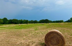 Tbd CR 4410, Commerce, TX 75428