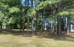 Michael Ann, White Hall, AR 71602