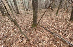 0 SWEATT ROAD, ASHVILLE, AL 35953