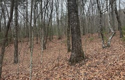 Marrestop, MURPHY, NC 28906