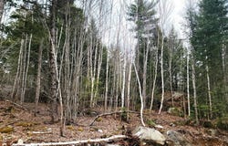 Lot B-2 Pioneer Path, Aurora, ME 04408