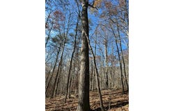 275 Horns River Road Road, Irvine, KY 40336