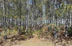 lot 4 Meadow Lane, Thompsonville, MI 49683