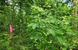 ID21 Lakeview Trail, HOLLADAY, TN 38341