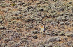 TBD, Big Piney, WY 83113