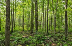 7 Poradish Rd, Birchwood, WI 54835