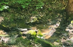 1250 Yellow Flats, Spencer, TN 38585