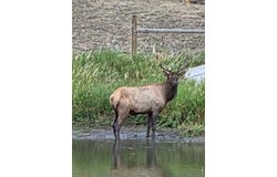 14133 Rist Canyon Rd, Bellvue, CO 80512