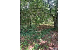 8.1ac County Road 1198, Cullman, AL 35057