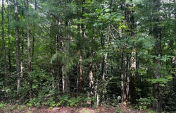 Pitts Way, Rabun Gap, GA 30568