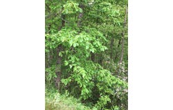 Buckeye Lane lot: 47, Wilder, TN 38589