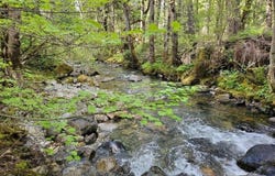 2799 Quines Creek Road, Azalea, OR 97410