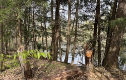 Cree Trail, Gaylord, MI 49735