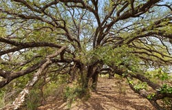 Tbd County Road 207, Burnet, TX 78611