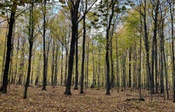 Porcupine Lake Road lot: 5, Long Lake, WI 54542