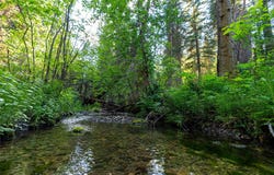 NHN Ashley Lake Road, Kila, MT 59920