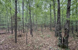 6.8 Ac Alabama Highway 9, Centre, AL 35960