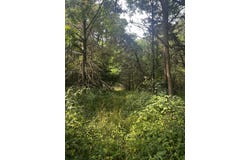 0 N Whites Bridge Road, Belding, MI 48809