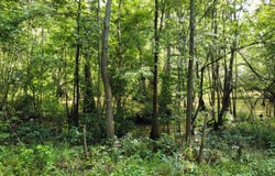 0 Fivel Rd, Ridgeville, SC 29472