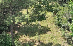 HIGHWAY 82 lot: 1, MAPLESVILLE, AL 36750