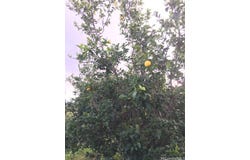 94-1100 KUNIA Road, Waipahu, HI 96797
