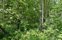 V/L WALSH ROAD, CHEBOYGAN, MI 49721