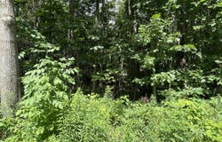 0 Adams Road, Gallitzin, PA 16641