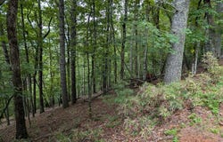 Chestnut Hill Dr, Franklin, NC 28734