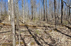 TBD E 10 Acres Prospect, Bessemer, MI 49911